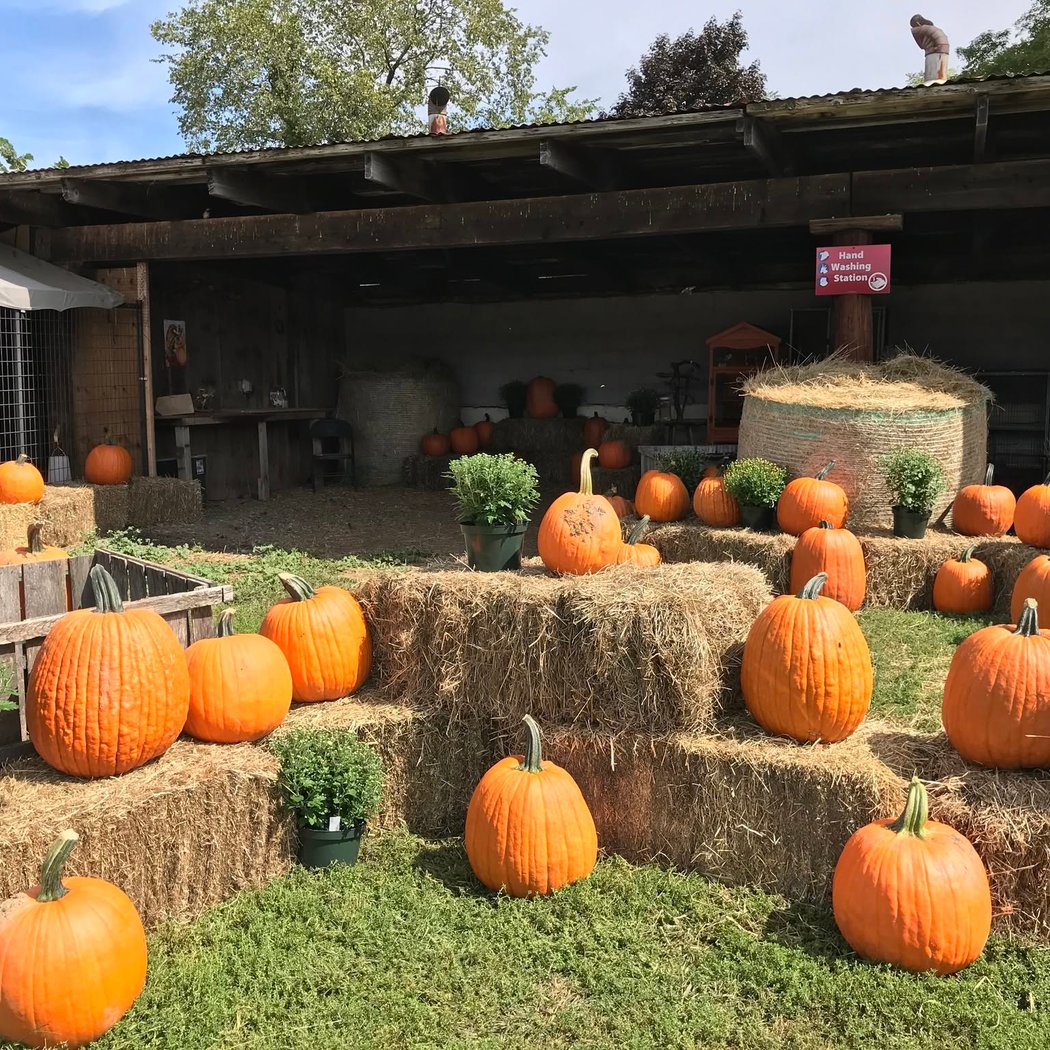 Fall Festival 4