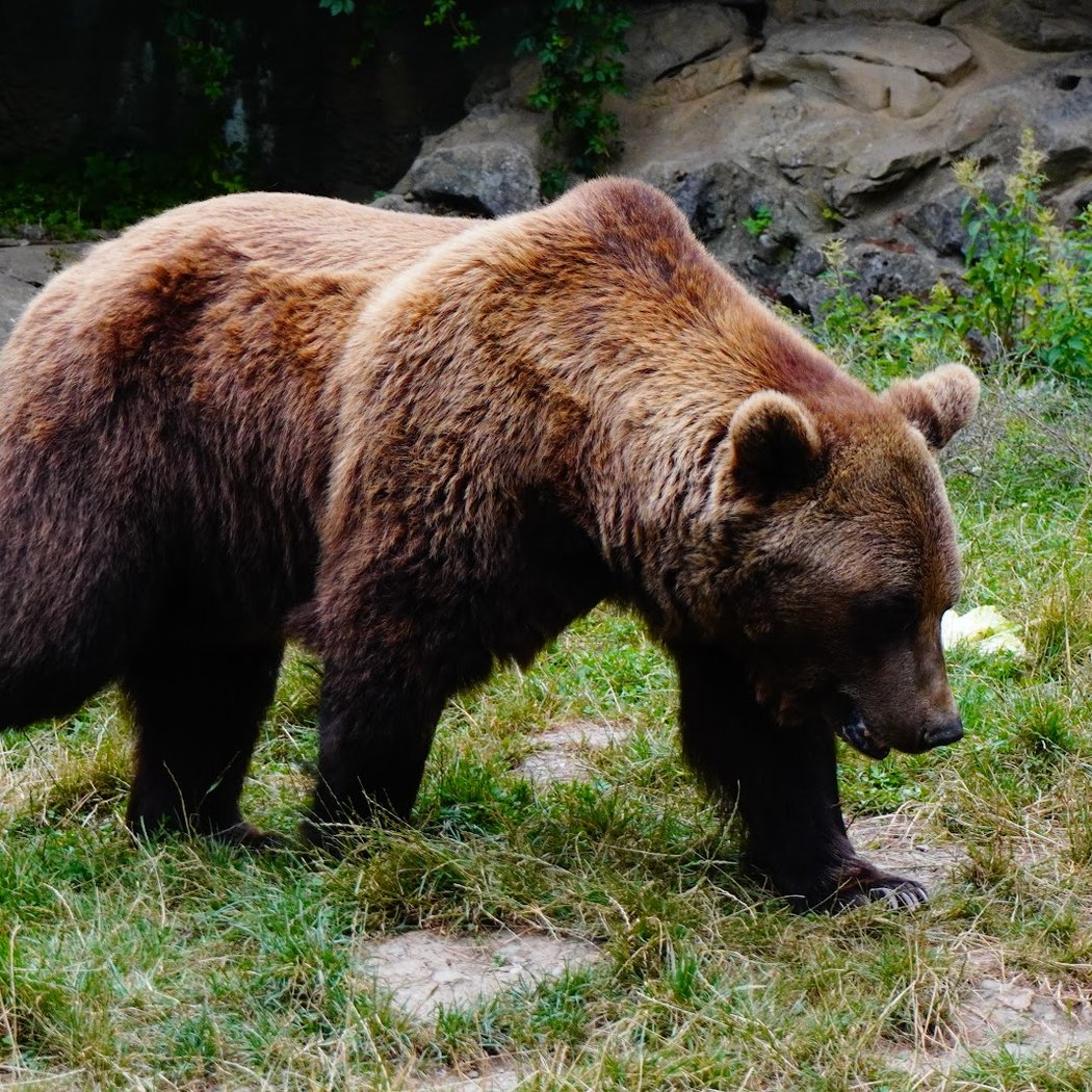 Parc'Ours 1