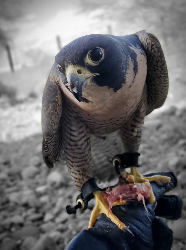Guided Tour of Liberty Wildlife 2