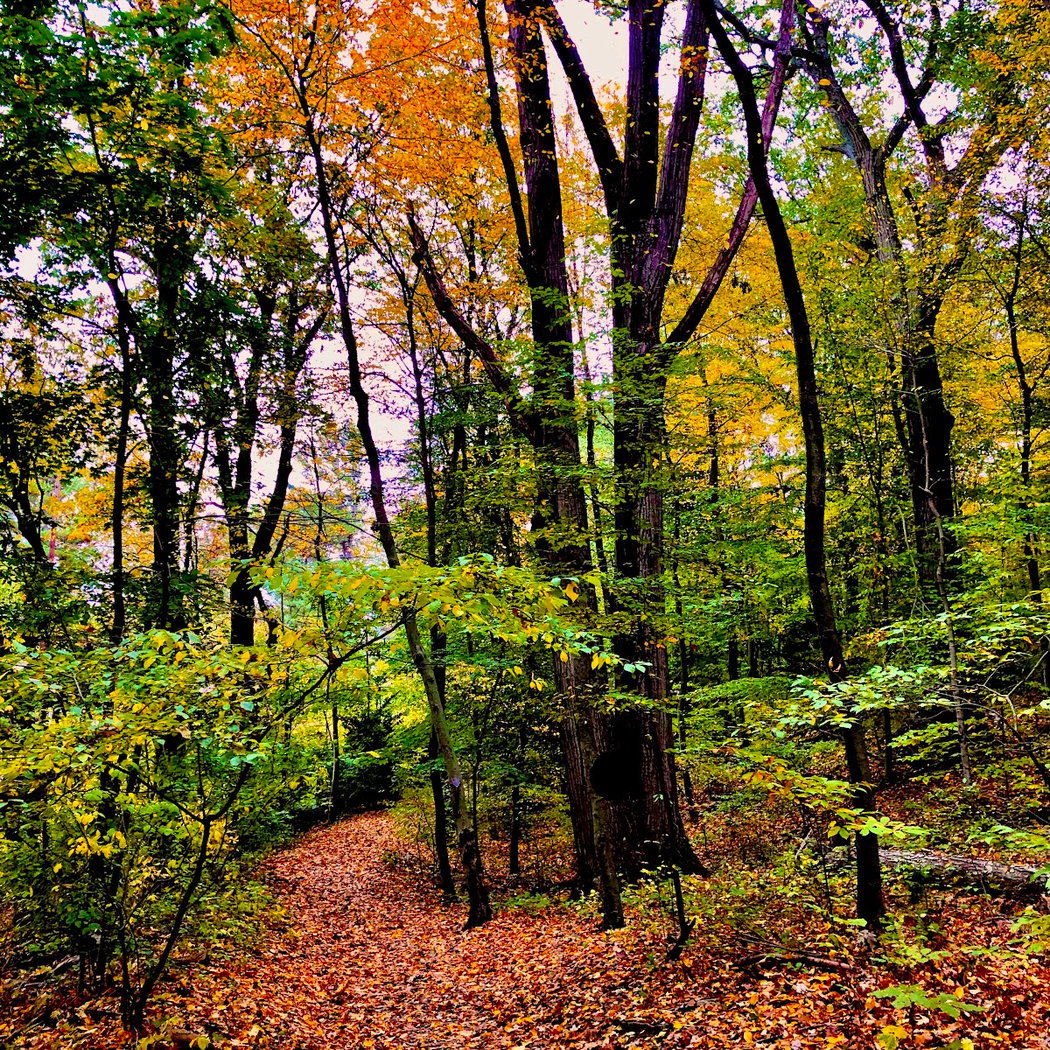 Coffin Woods 1