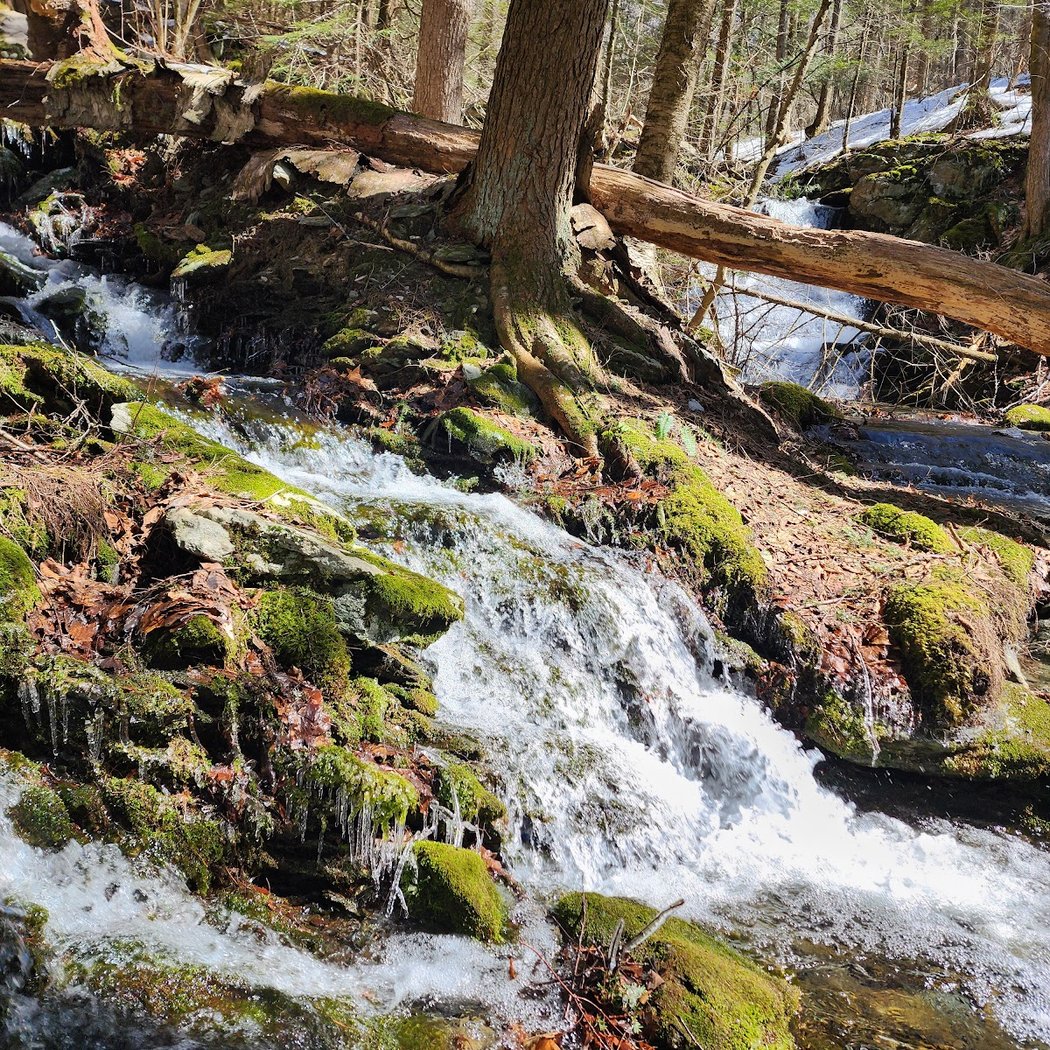 Harvey Mountain State Forest 3