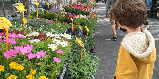 Marché Aux Fleurs 1