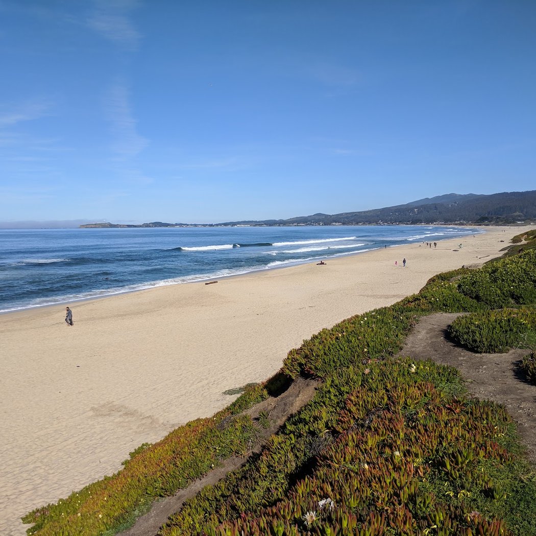 Coastal Wildflower Day 2