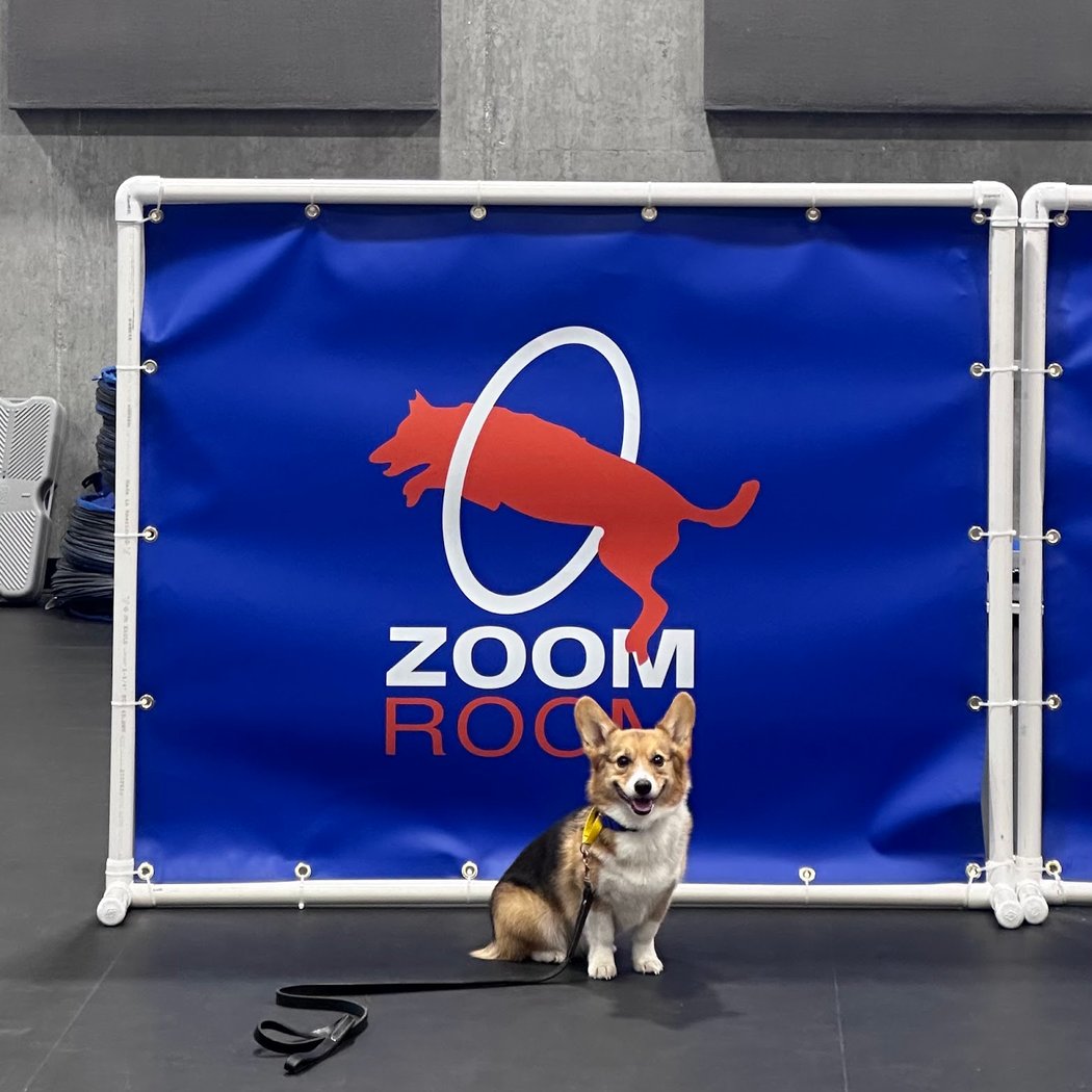Zoom Room Dog Training 1