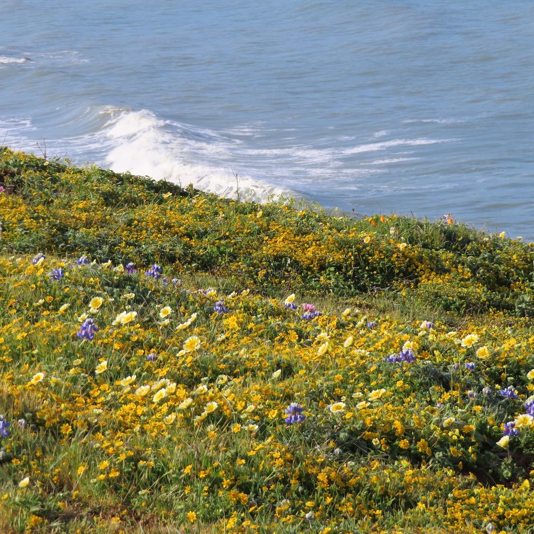 Mori Point Trail Head 1