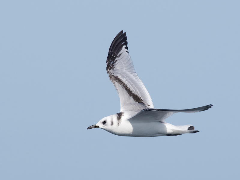 2026 Special 6-hour Pelagic Bird & Marine Wildlife Trip 3