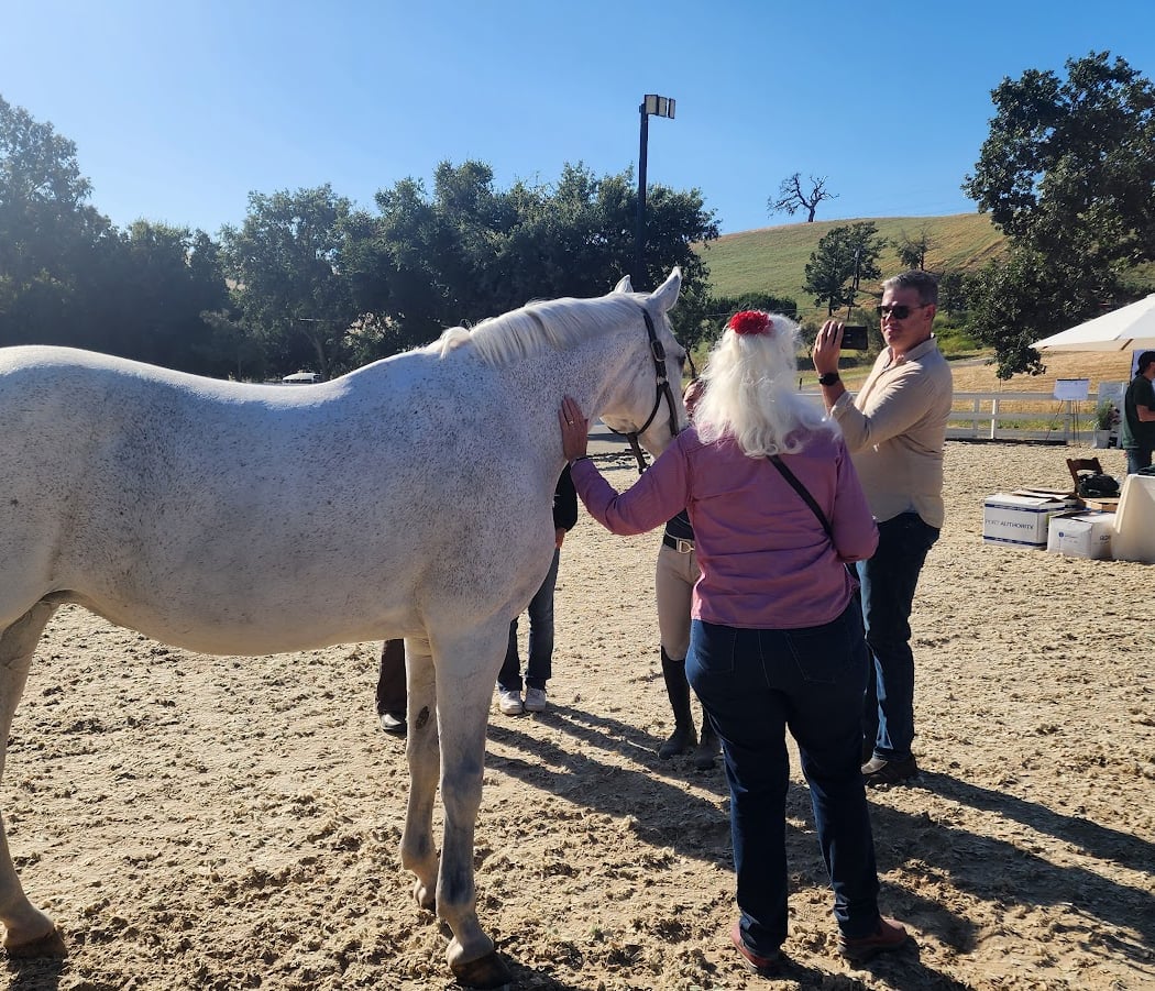 Five Star Equestrian 4