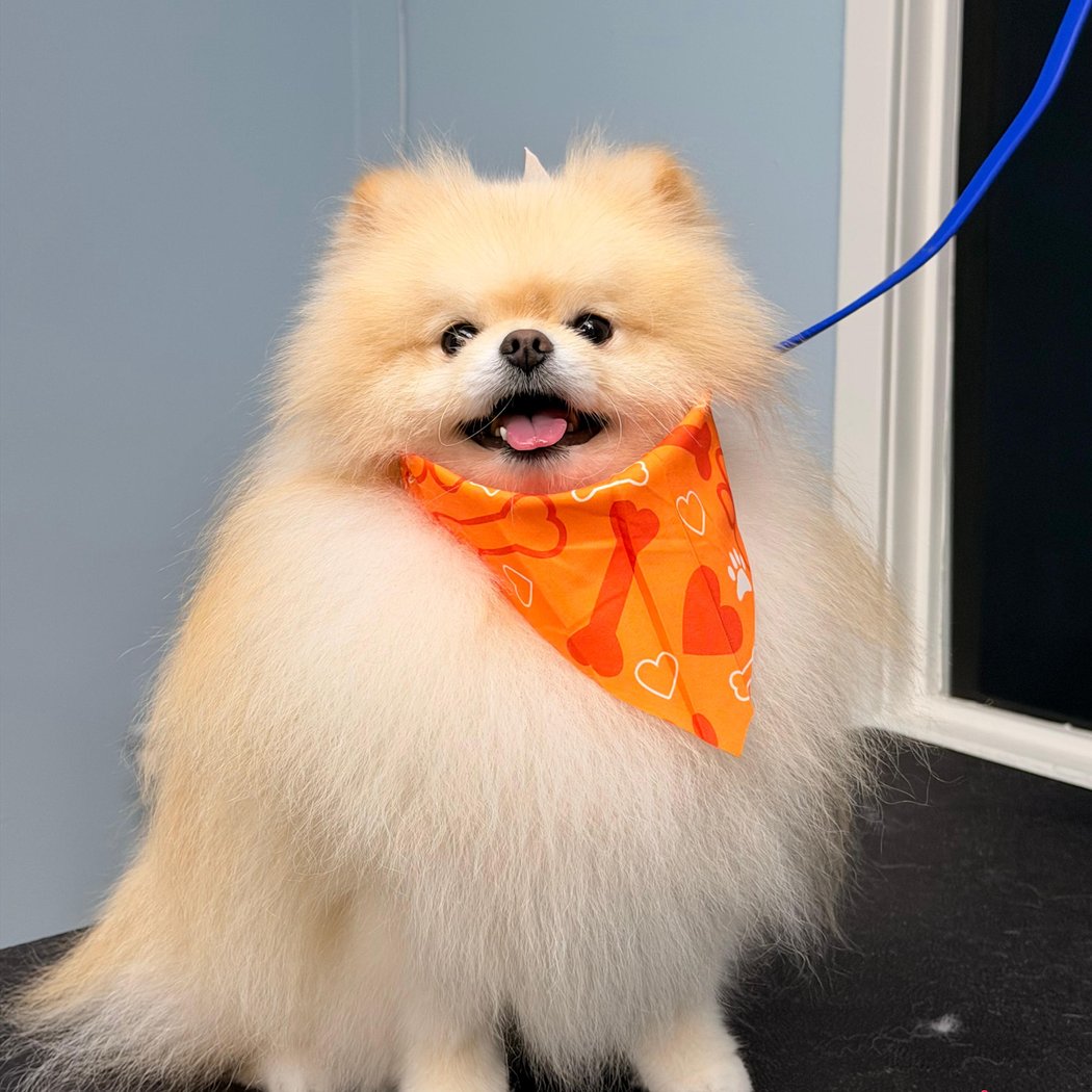 Doghood Holiday Pawty 3