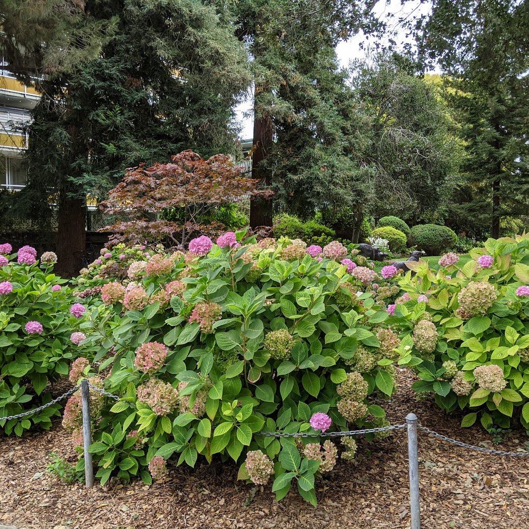 Marion Panaretos Rose Garden 3