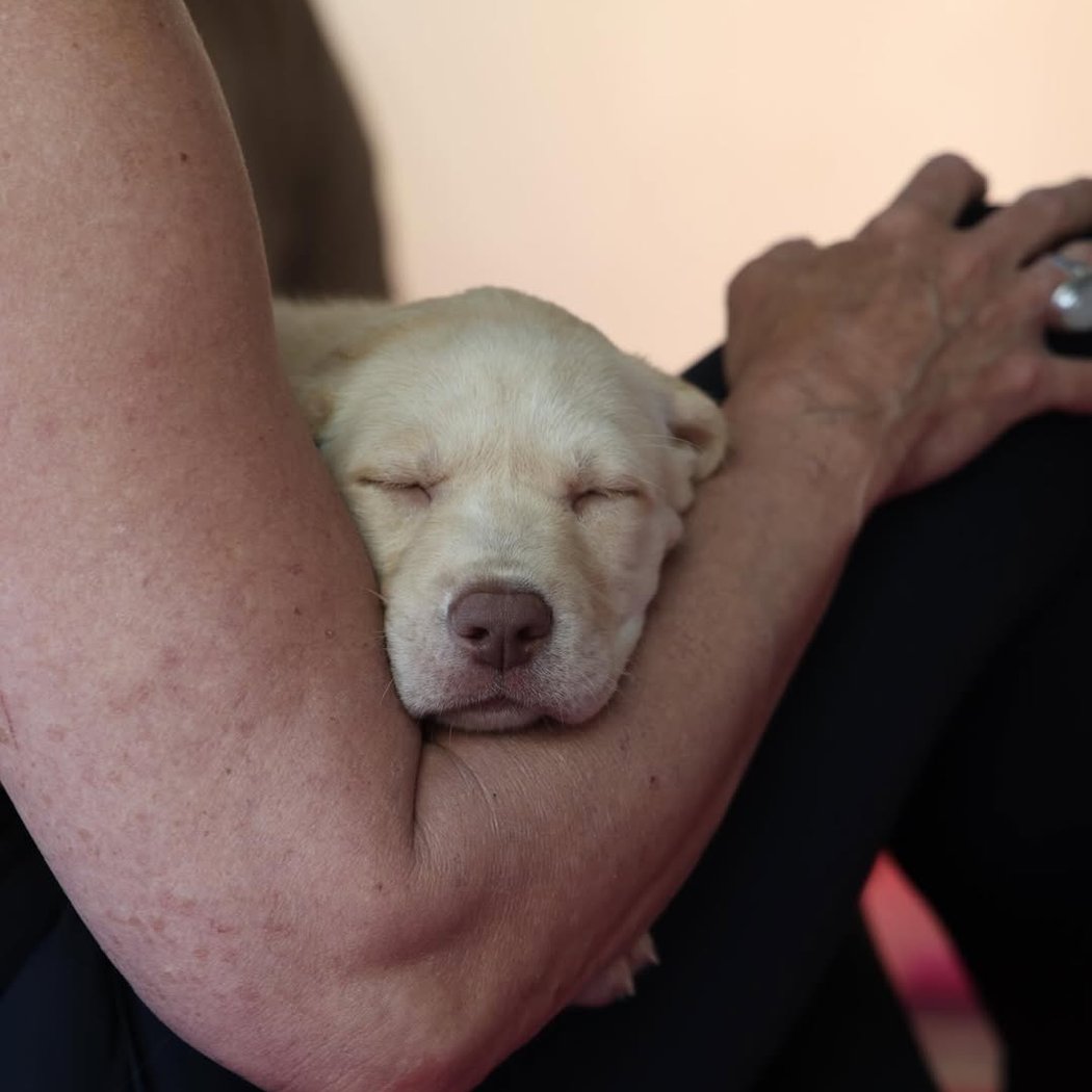 Golden Retriever x Poodle Puppy Yoga 2