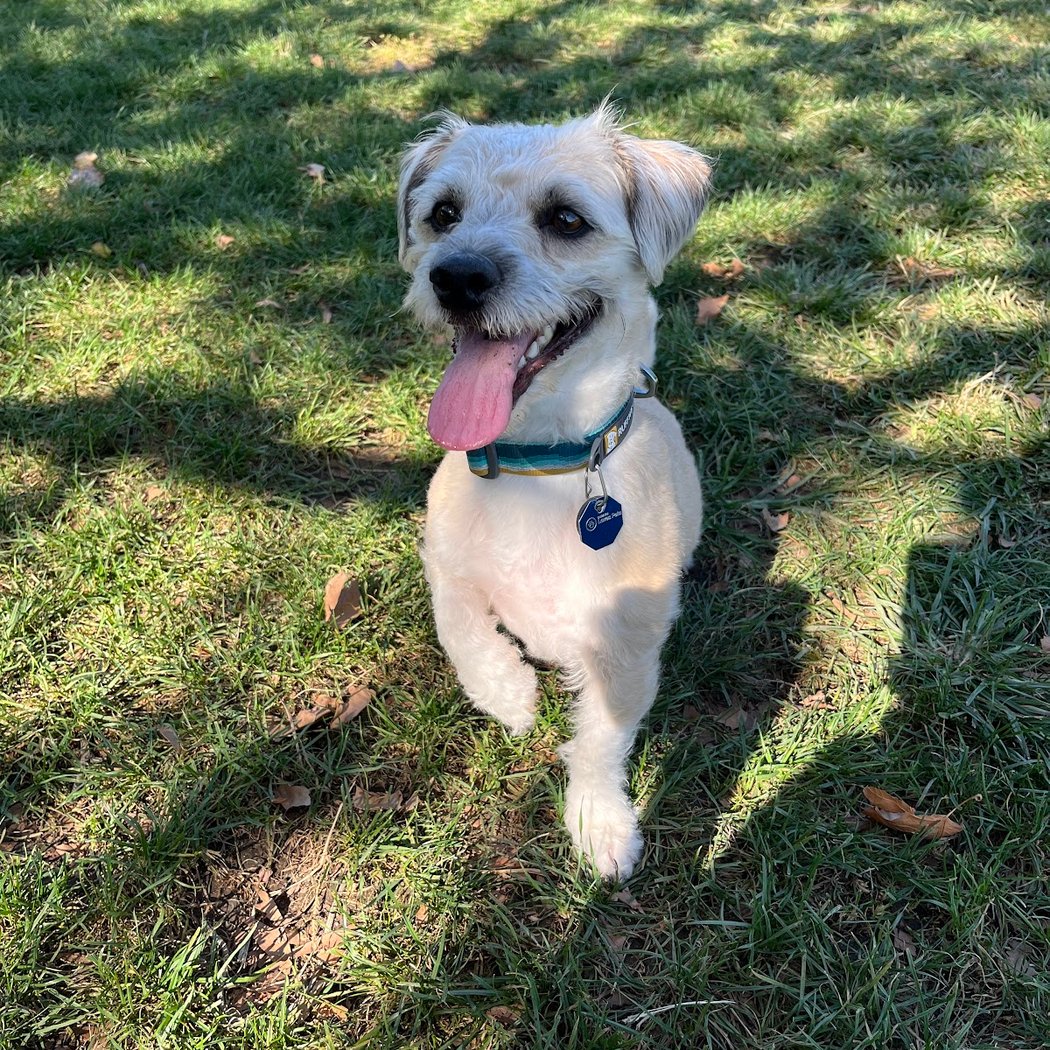 Alice's Dog Park 1