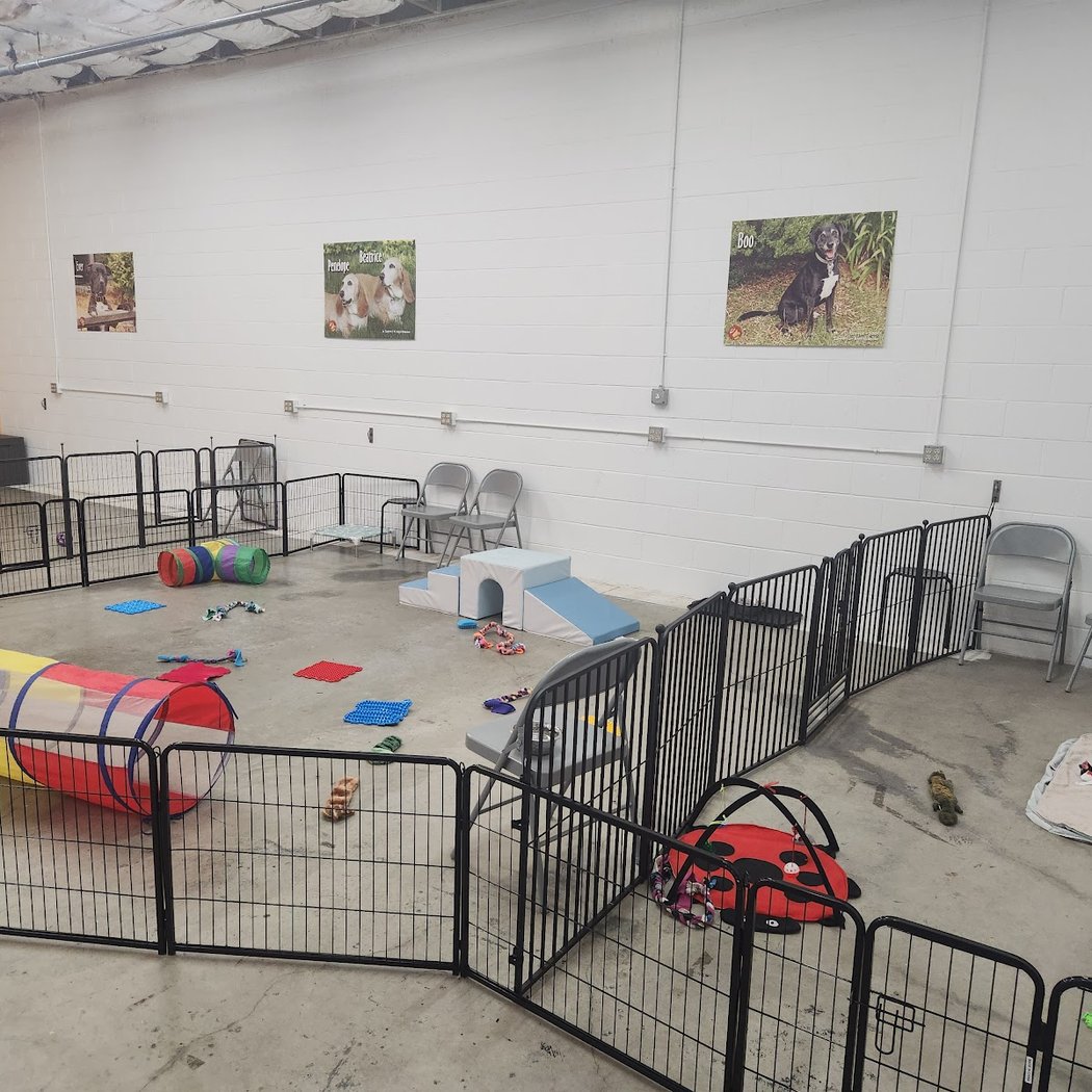 Dog Training Classes 2