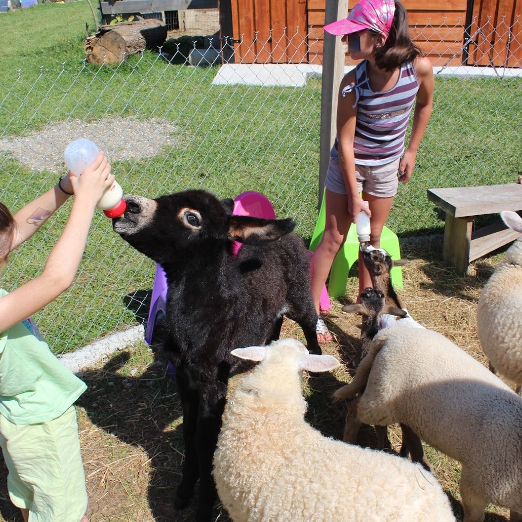 La petite ferme de Pouillon 1