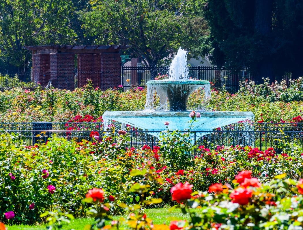 Rose Garden 2