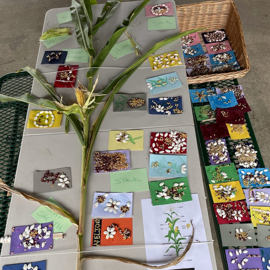 National Seed Swap Day 1