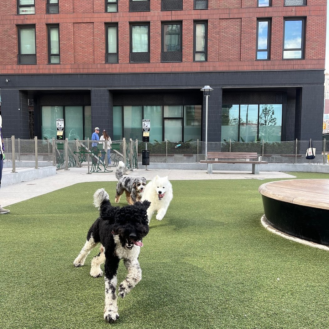 Pacific Park Dog Run 1