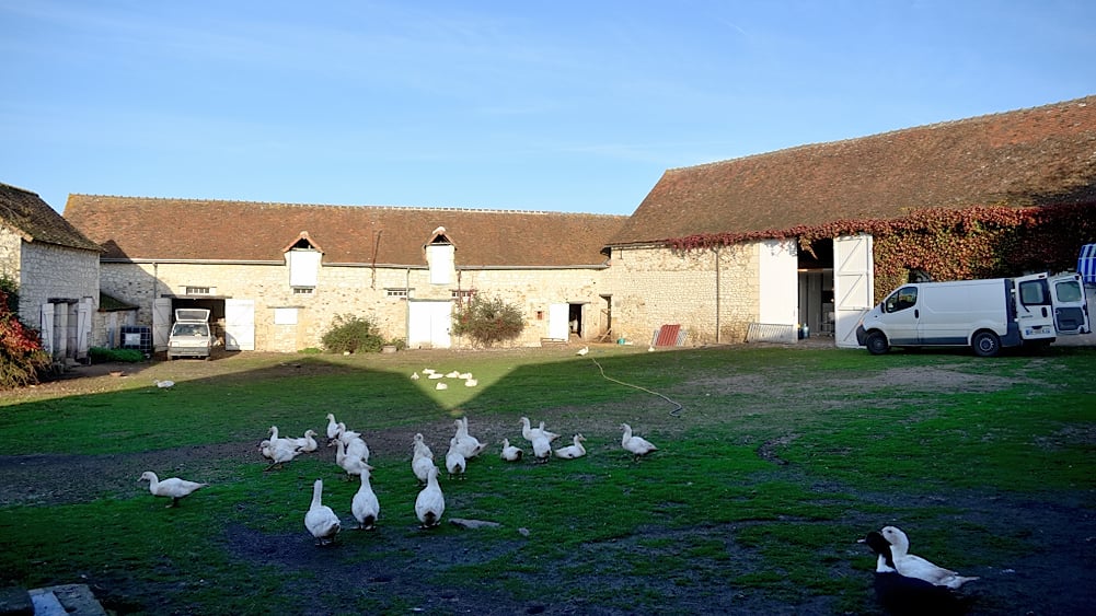 EARL LA GAULOISE DOREE 3