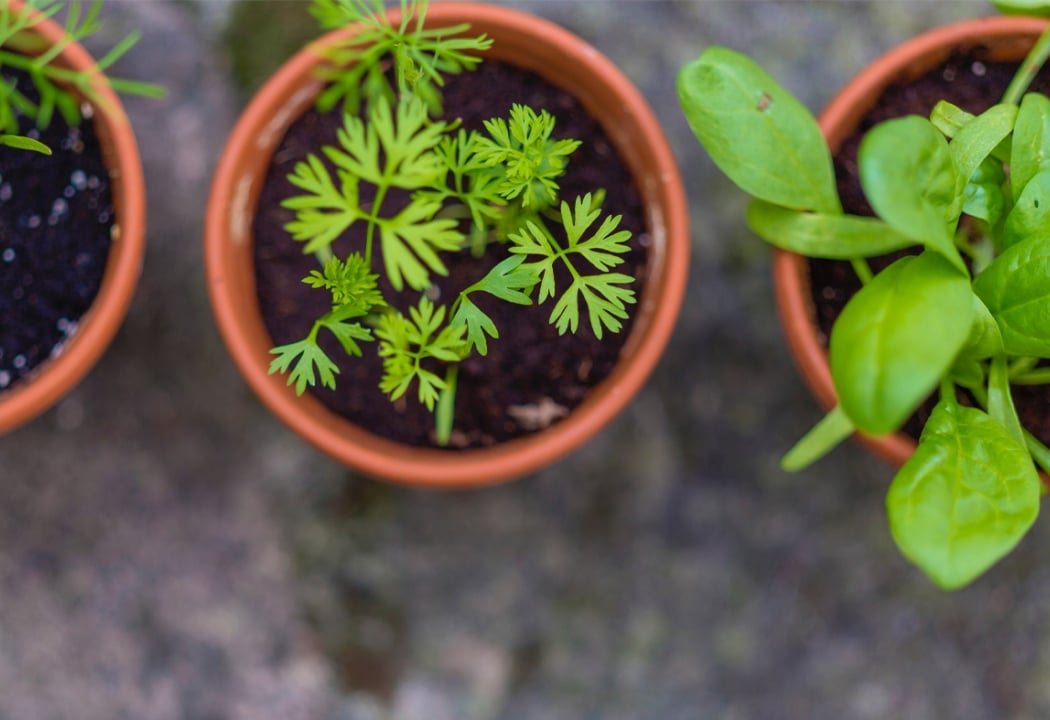 Herb Garden Weekend 2