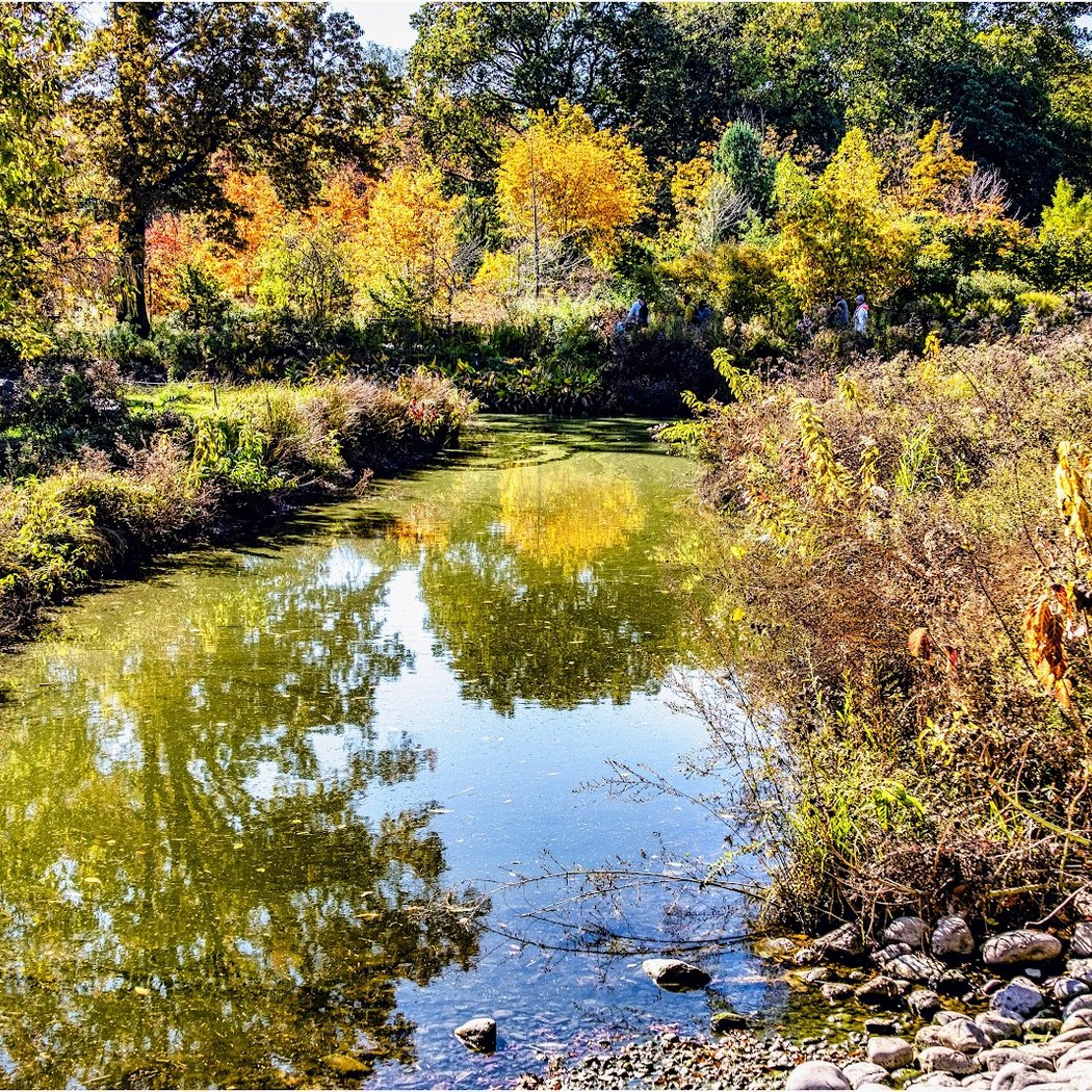 Botanical Garden Bridge 3