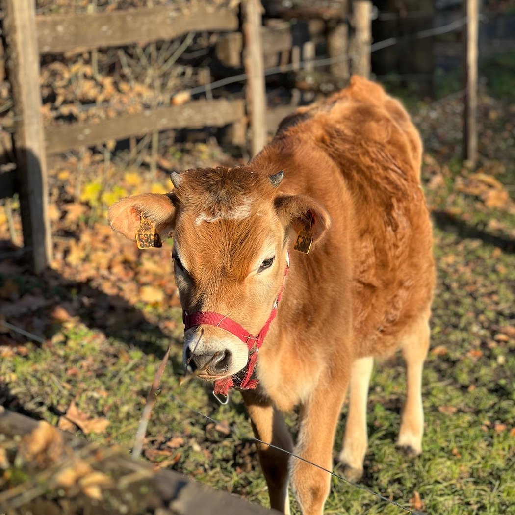 Ateliers gratuits sur la permaculture et soins aux animaux 5