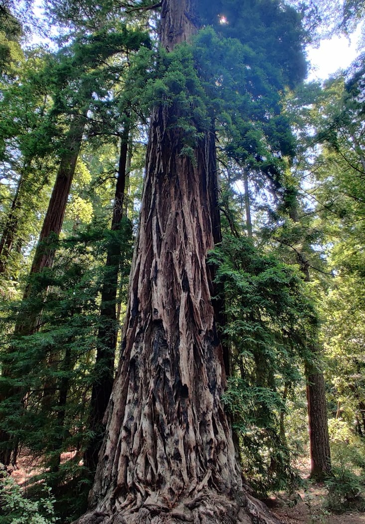 Member Meetup: The Resilience of the Redwoods 2