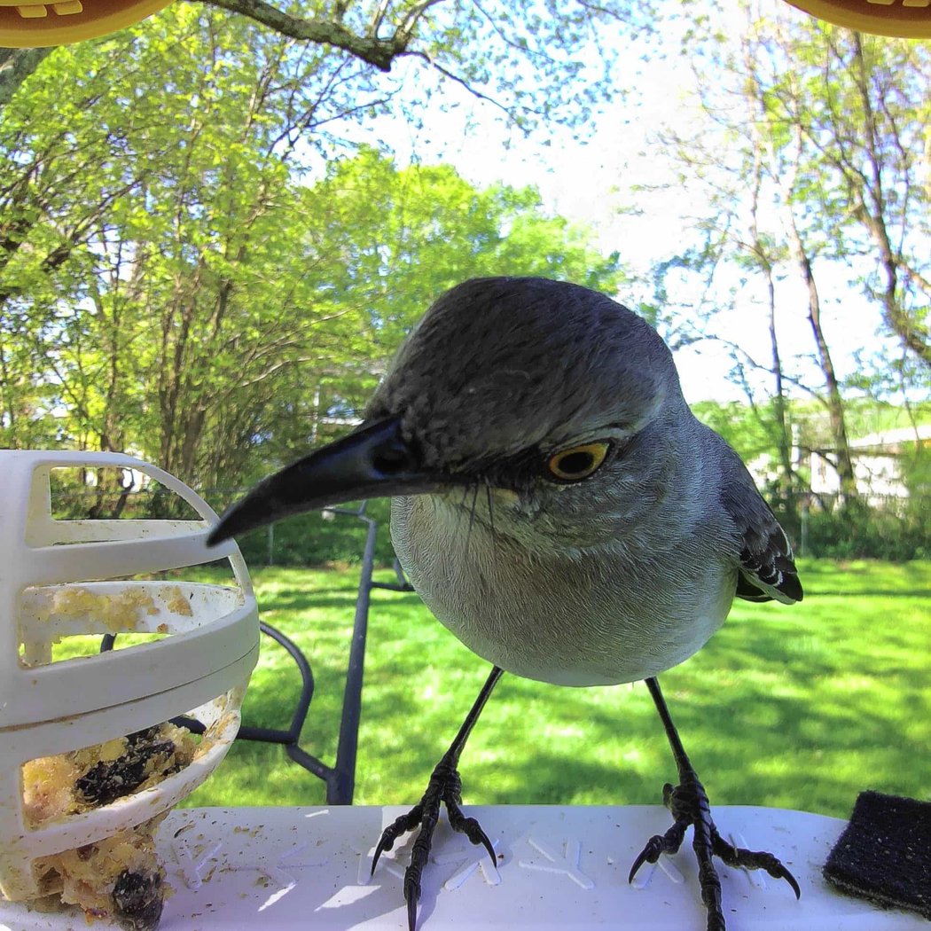 Birding Walk 4