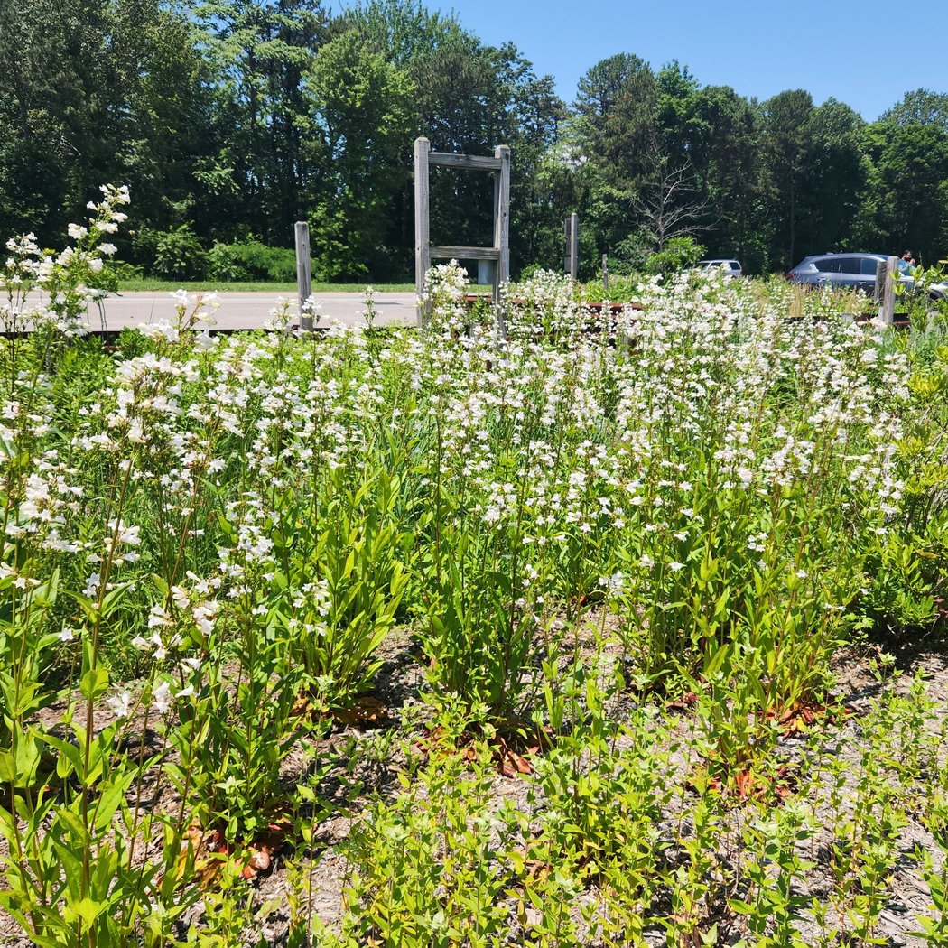 Edgewood Preserve Native Garden Maintenance 2