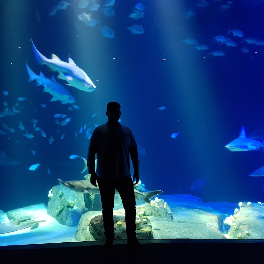 Free Admission Hours at the New York Aquarium 3