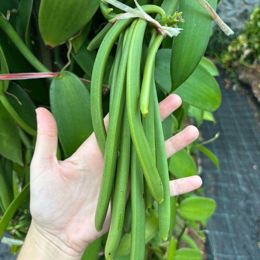 The vanilla plantation, Domaine du Grand Hazier 3