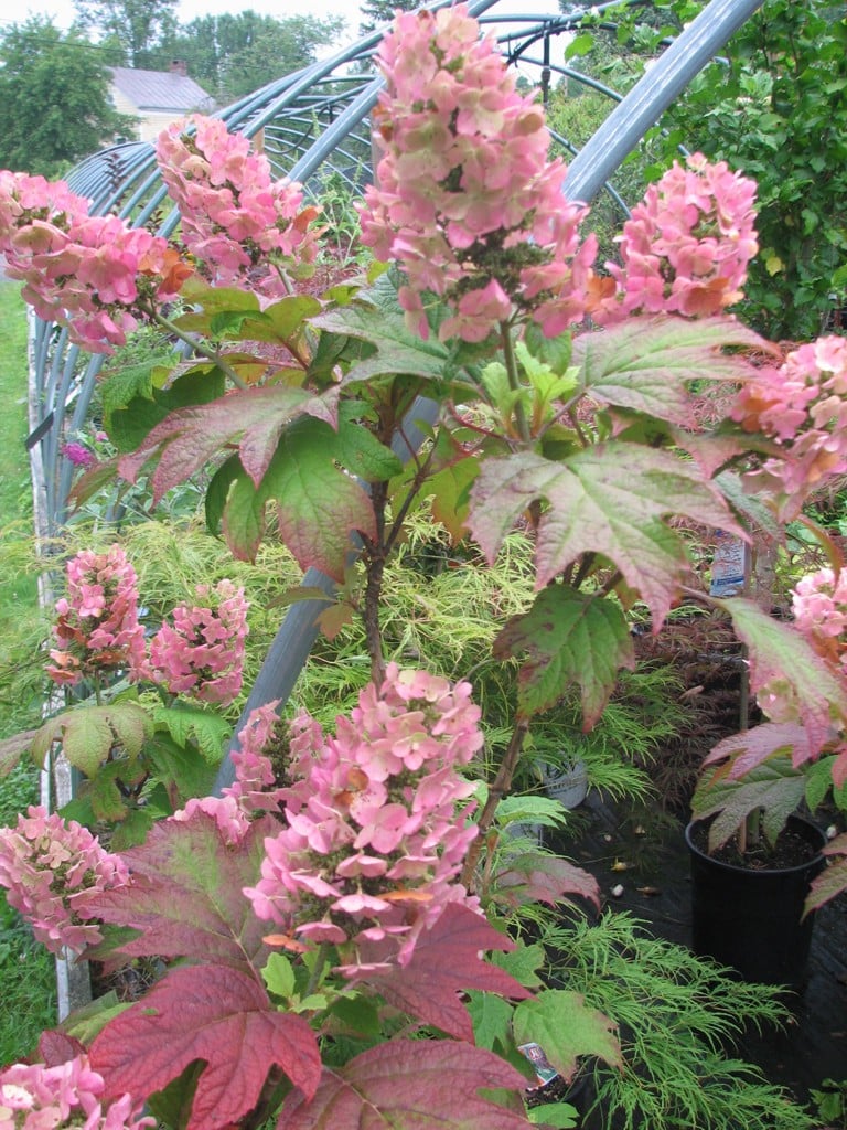 Techmer Nursery & Garden Center 3