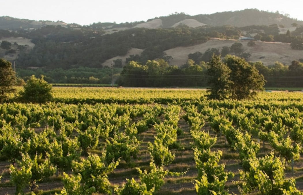 Seghesio Family Vineyards 4
