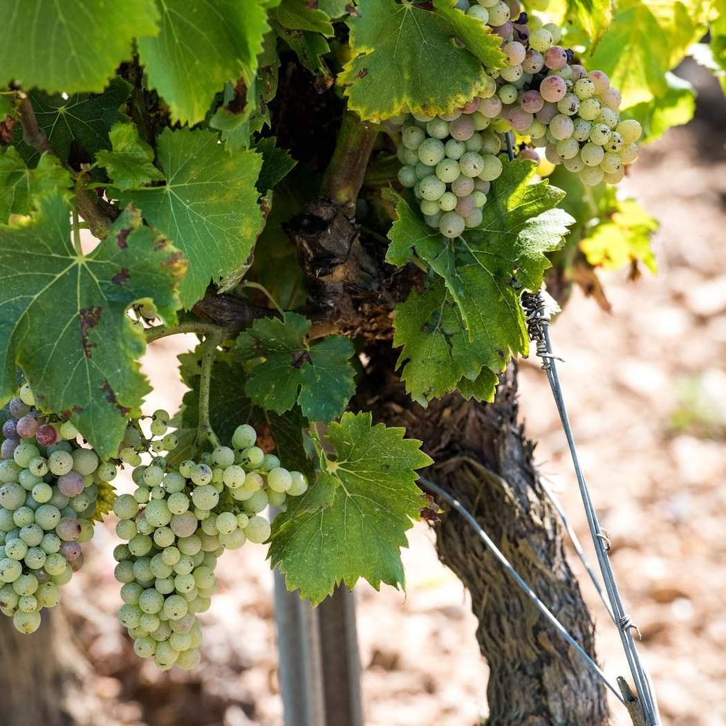 Domaine de La Mongestine 1