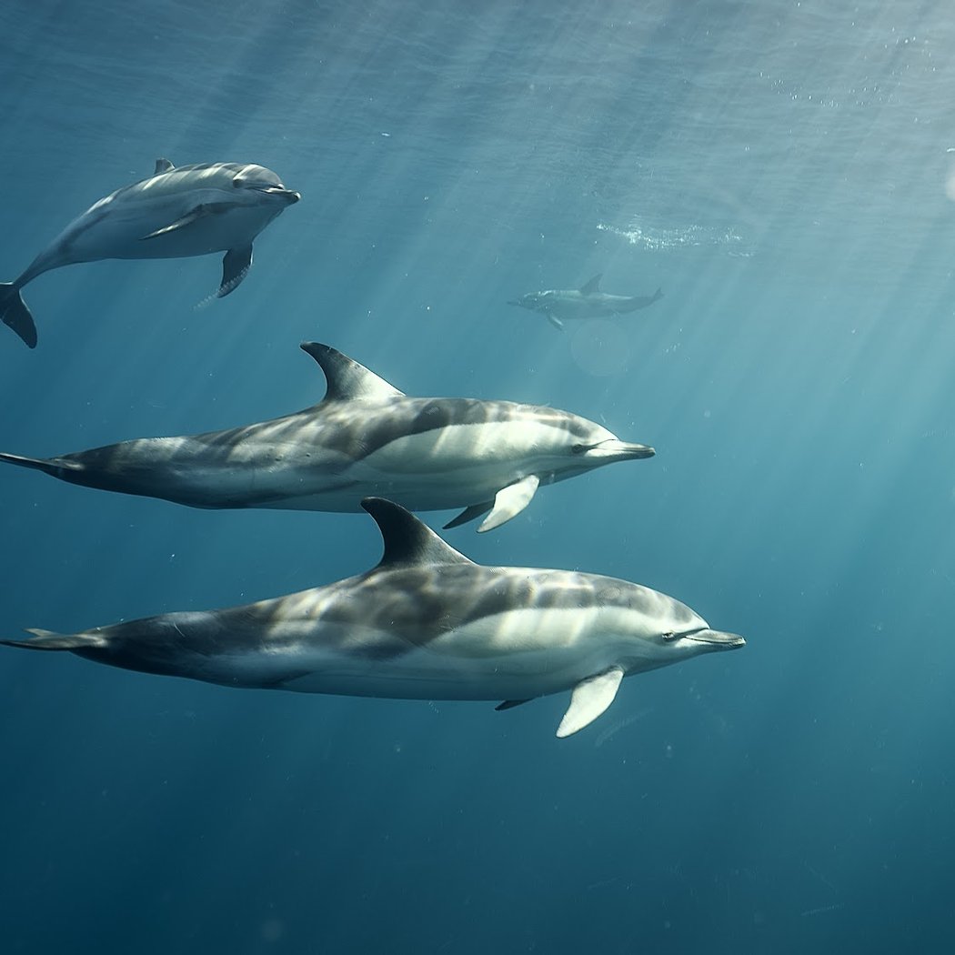 APEX CETACEA 1