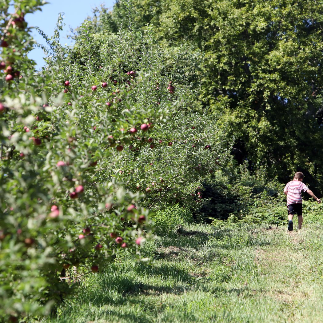 Wilkens Fruit & Fir Farm 4