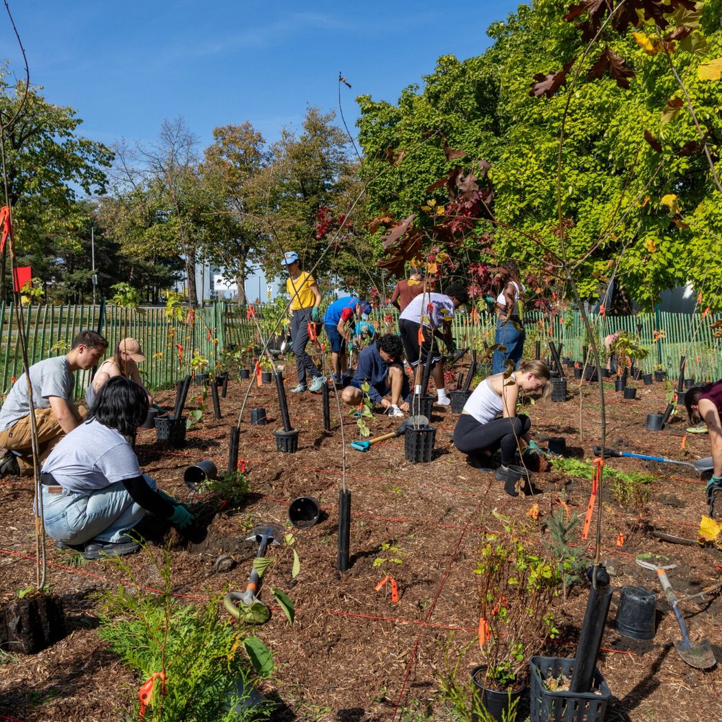 Public Tree Planting 2