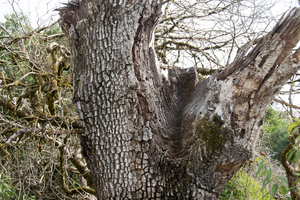 Sonoma Valley Regional Park 3