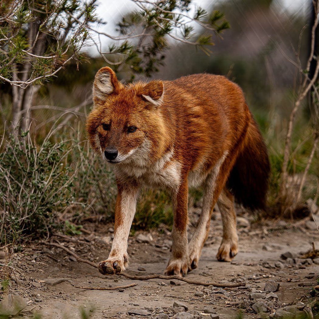 EcoZonia - Parc Animalier 1