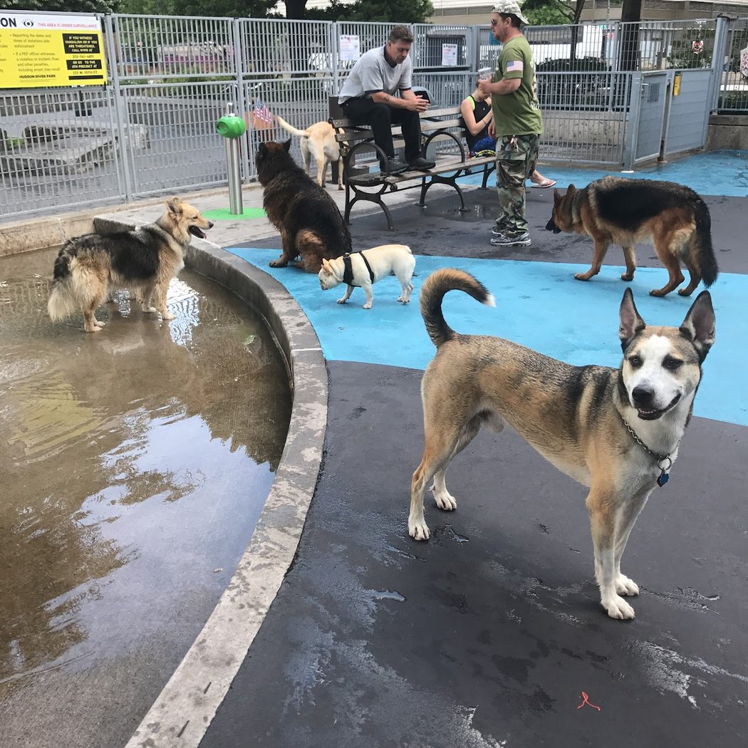 Leroy Street Dog Park 3