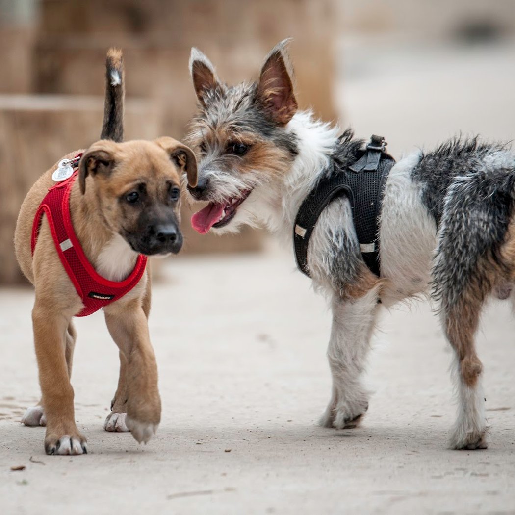 Espace Canin du Square des Batignolles 1