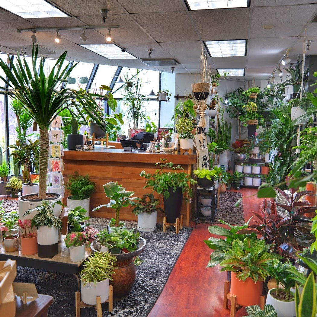 SF Plants 2