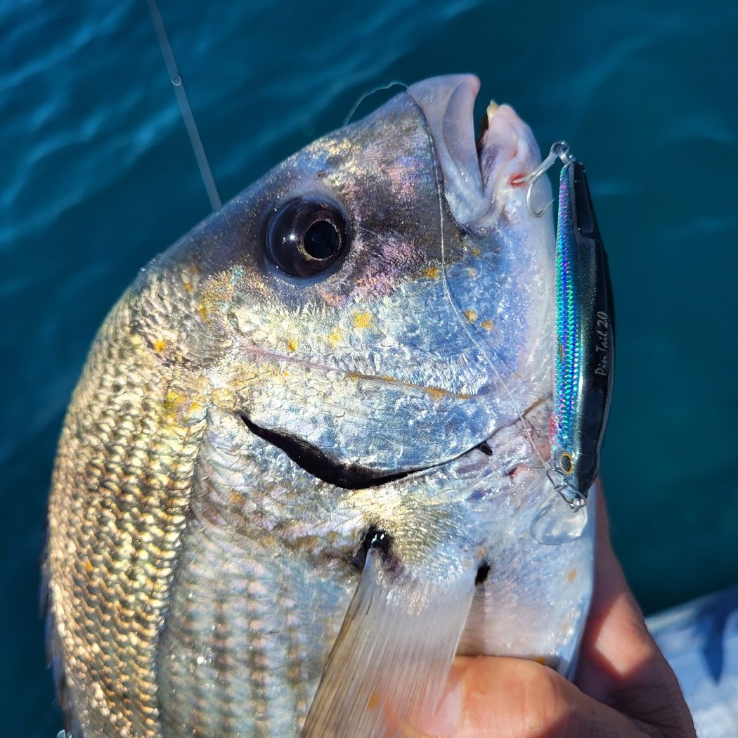 LE LOUP BLANC - articles de pêche - Fishing Tackle Shop 5