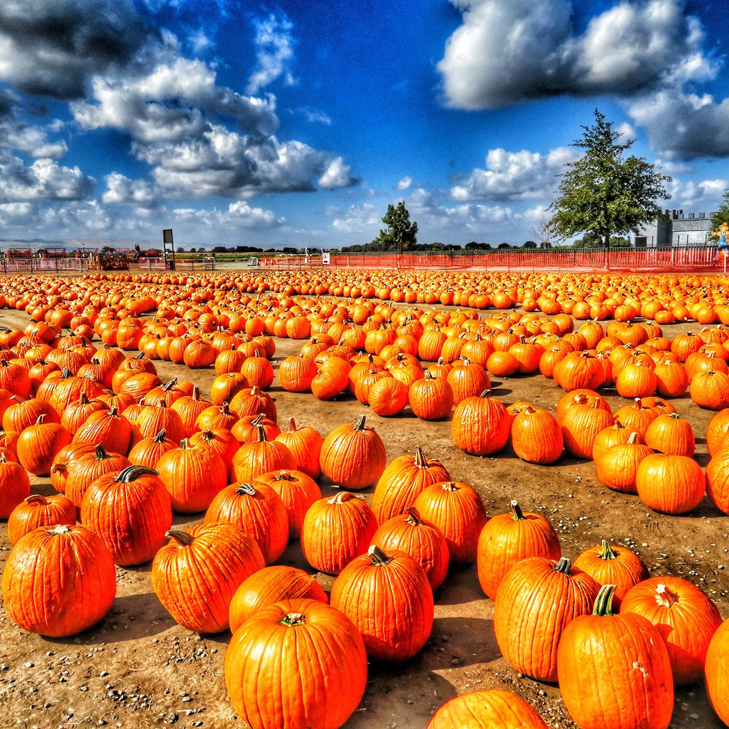 Dell'Osso Family Farm 2
