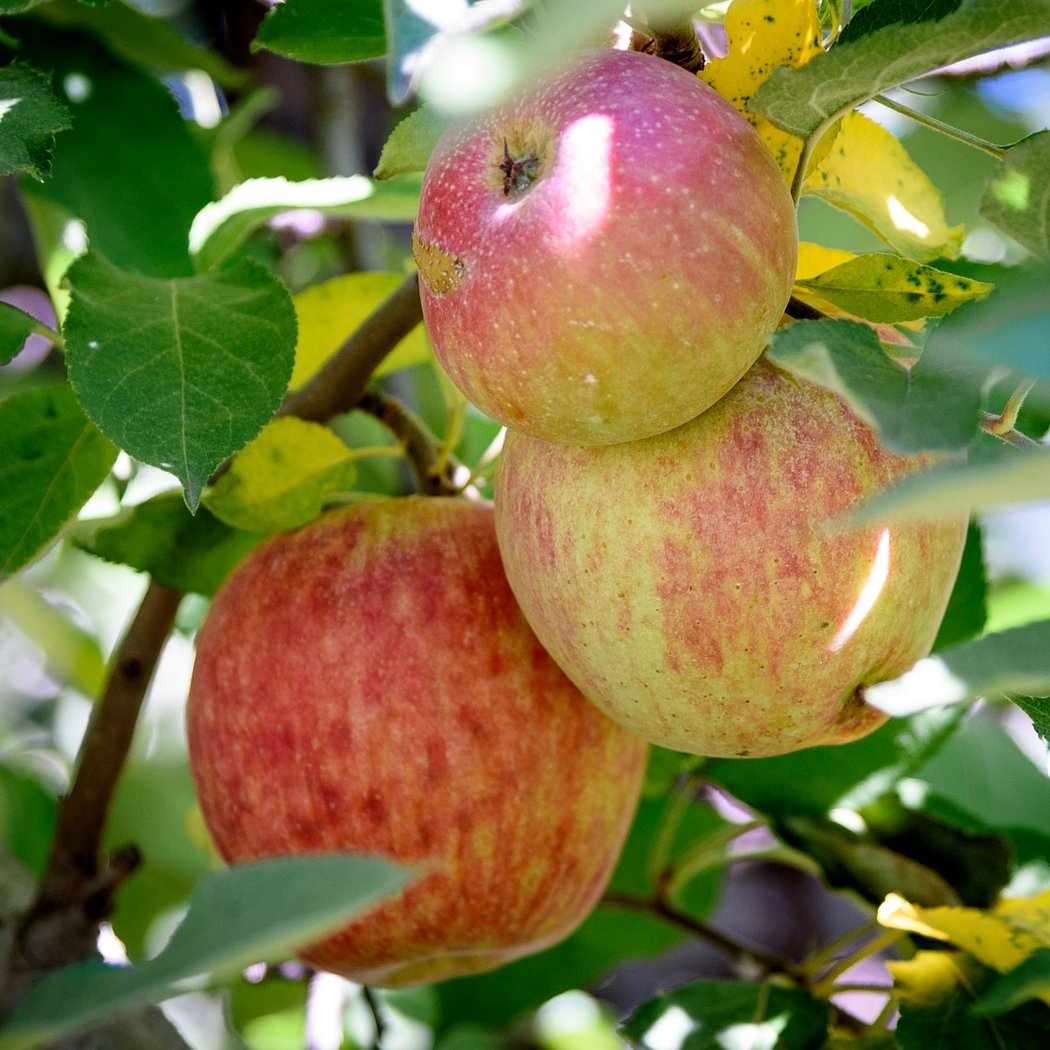 Indian Orchards Farm 1