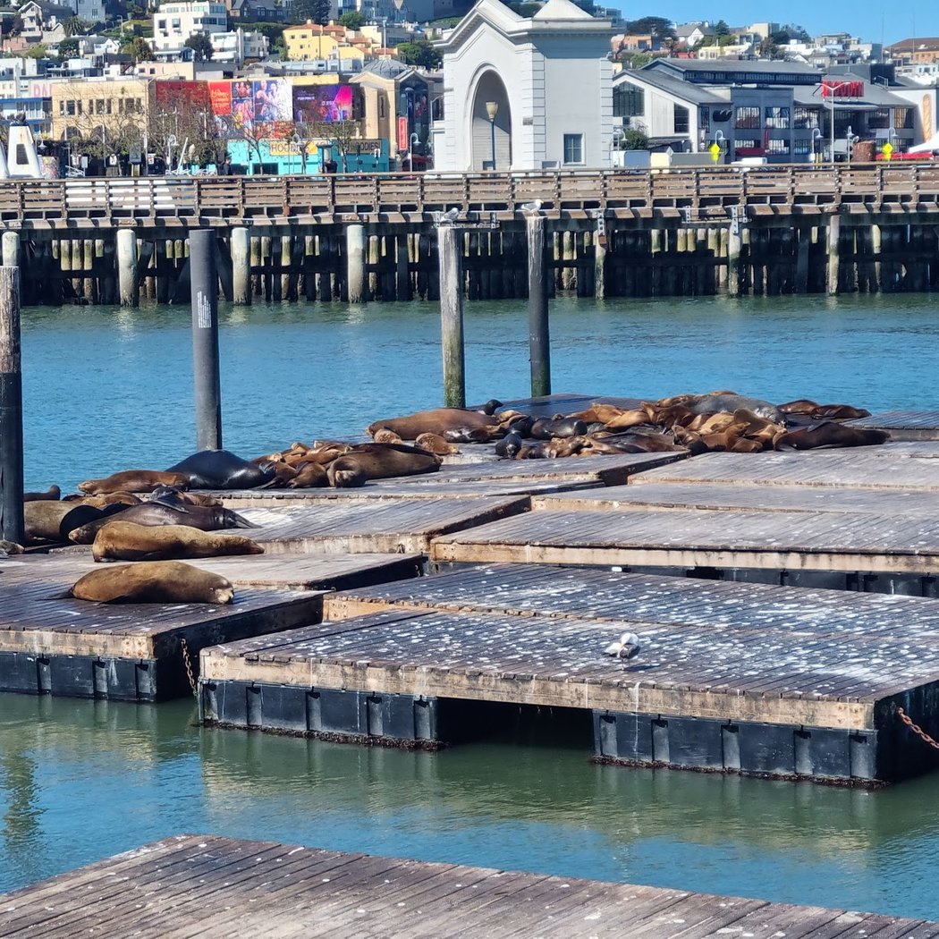 Sea Lion Viewing Area 3