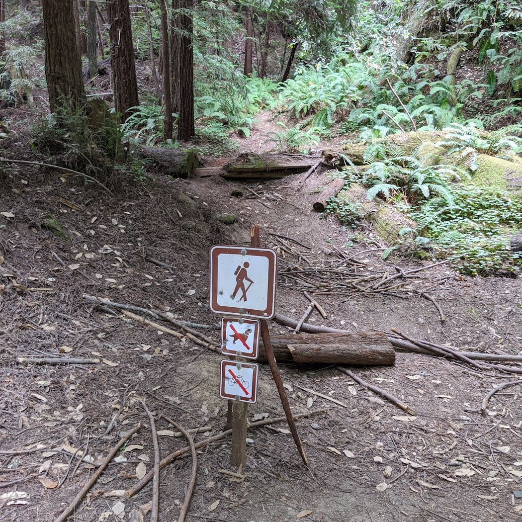 Berry Creek Falls Trail 2