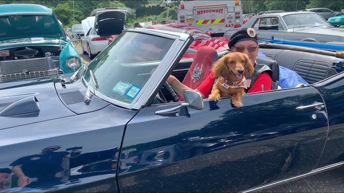 Furry Friends & Fast Rides 1