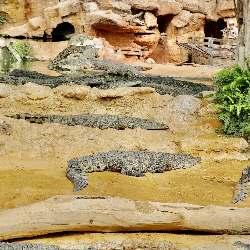 Crocodile Farm 3