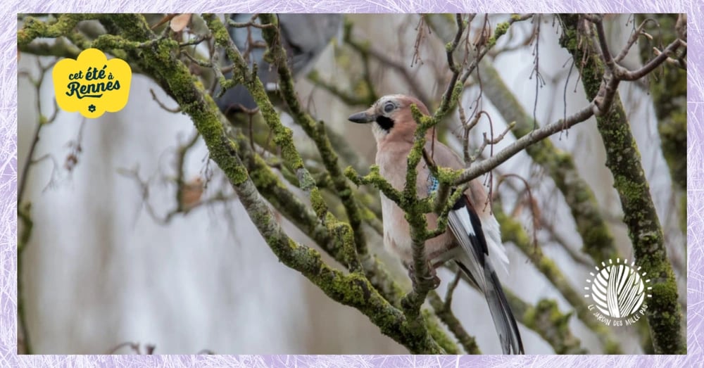Oiseaux des parcs et jardins | Balade 1