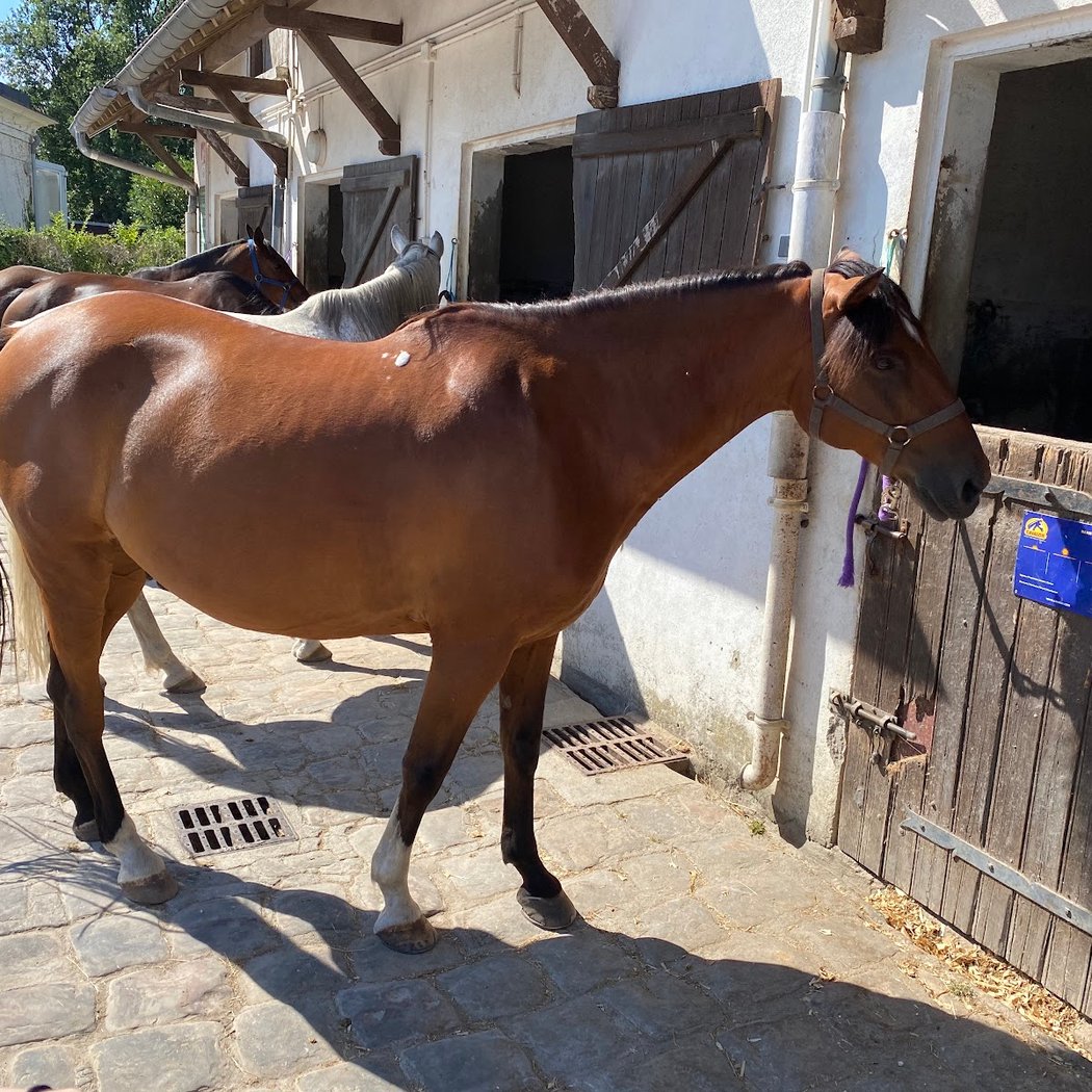 Horse Dreams 3