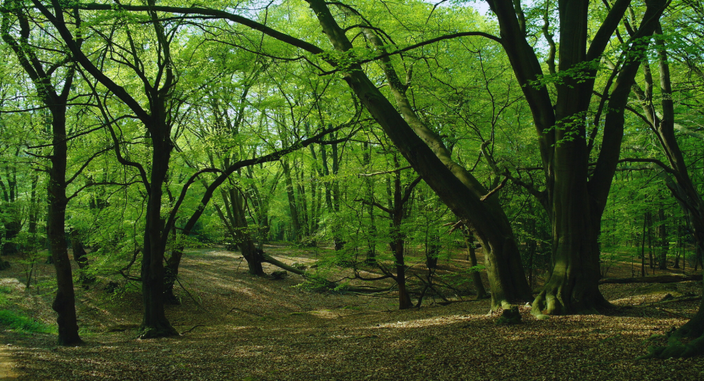 Epping Forest 2